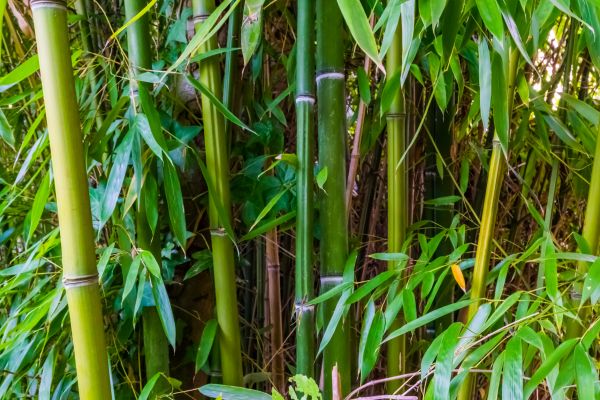 Bamboo Trimming in Mankato