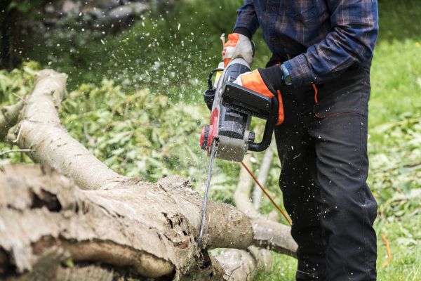 Branch Removal Service in Mankato