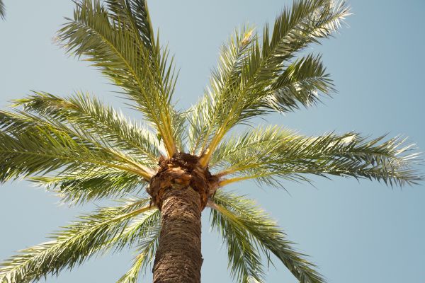 Palm Tree Pruning in Mankato