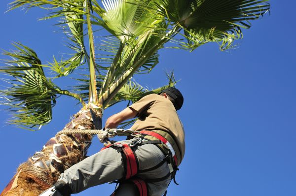 Palm Tree Trimming in Mankato