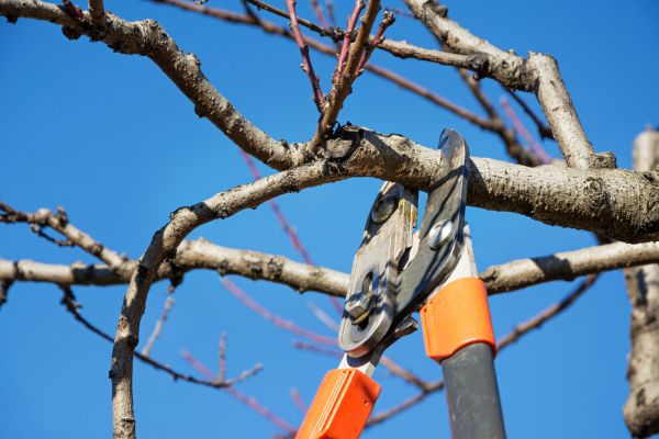 Residential Tree Service in Mankato