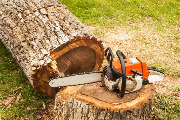 Tree Cutting Service in Mankato