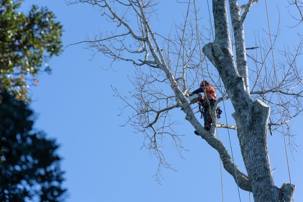 Tree Topping Service in Mankato