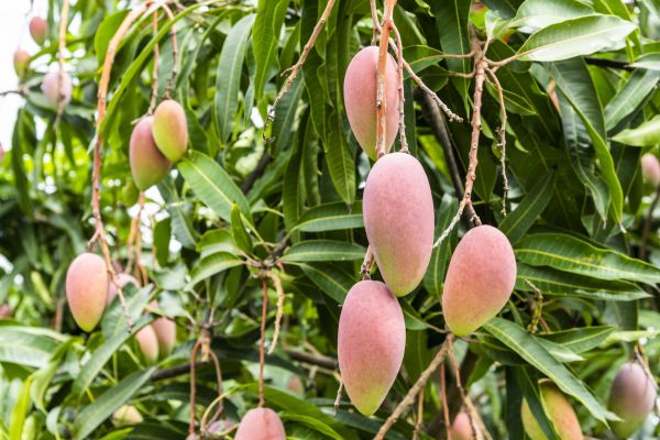Mango Tree Trimming in Mankato
