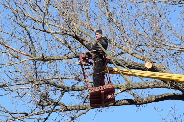 Emergency Tree Trimming in Mankato
