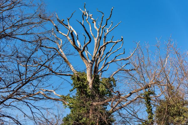 Deadwood Removal in Mankato