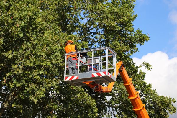 Commercial Tree Service in Mankato