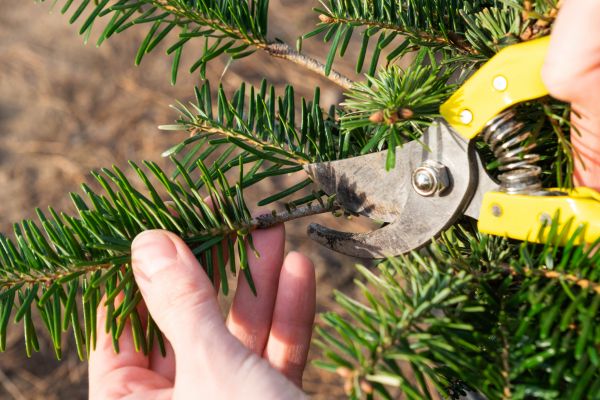 Pine Tree Pruning in Mankato