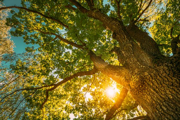 Cost of Oak Tree Pruning in Mankato
