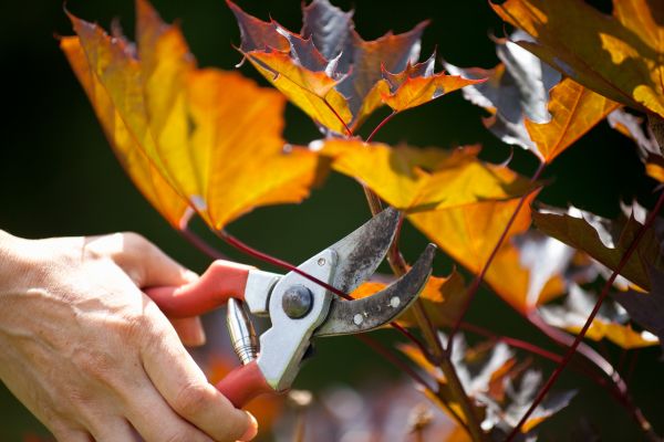 Cost of Maple Tree Pruning in Mankato