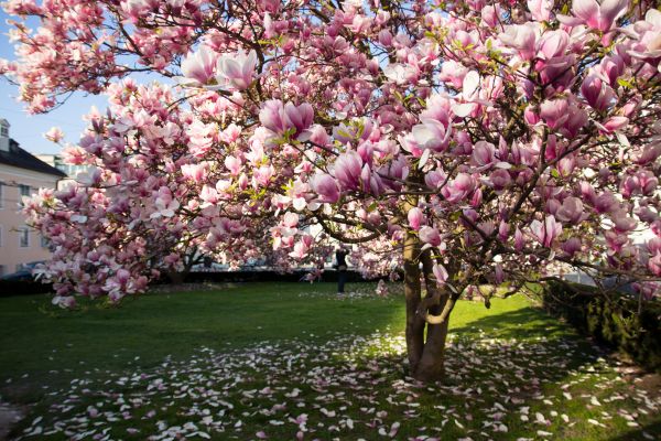 Magnolia Tree Pruning in Mankato