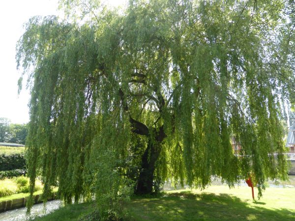 Willow Tree Trimming in Mankato
