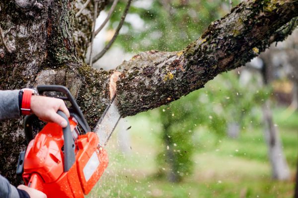 Cost of Tree Limbs Removal in Mankato