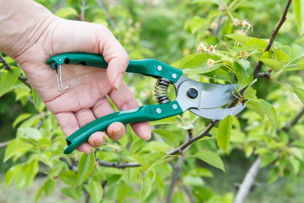 Cost of Pear Tree Pruning in Mankato
