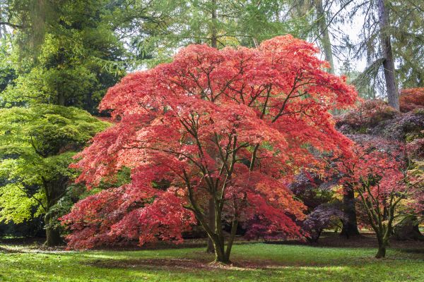 Japanese Maple Pruning in Mankato