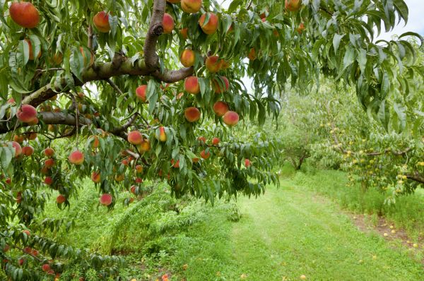 Cost of Peach Tree Pruning in Mankato