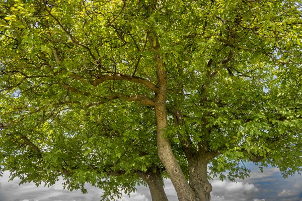 Walnut Tree Trimming in Mankato