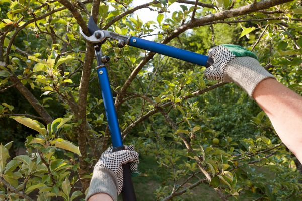 Residential Tree Pruning in Mankato