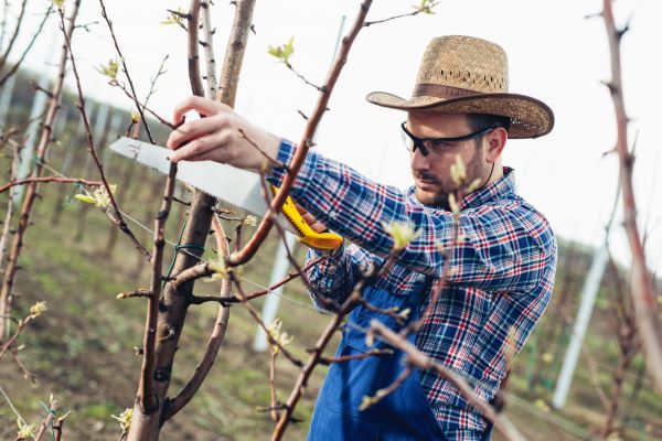 Orchard Tree Pruning in Mankato