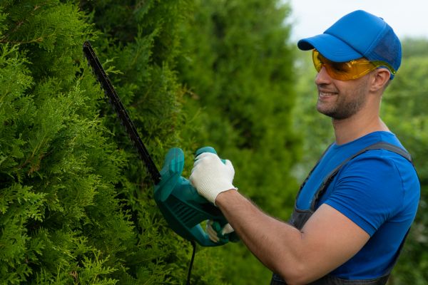 Tree Shaping Service in Mankato