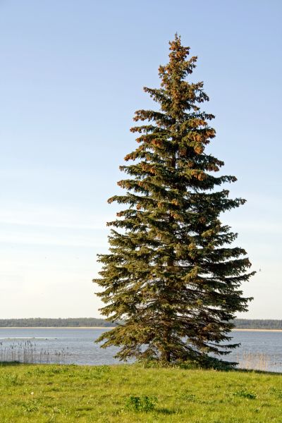 Spruce Tree Pruning in Mankato