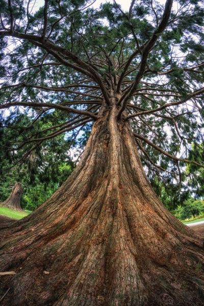 Cedar Tree Pruning in Mankato
