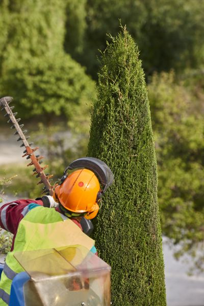 Cypress Tree Trimming in Mankato
