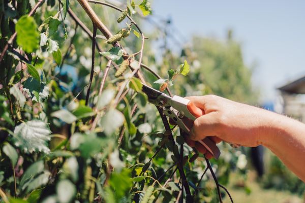 Birch Tree Pruning in Mankato