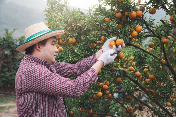 Orange Tree Pruning in Mankato