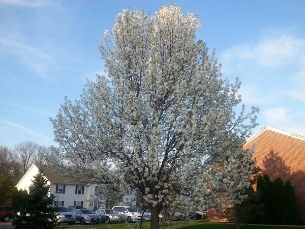 Bradford Pear Tree Pruning in Mankato
