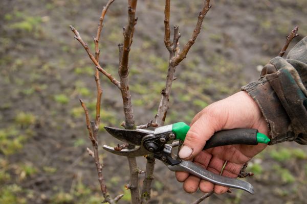 Cost of Pear Trees Pruning in Mankato