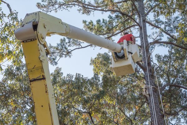 Limbs Trimming in Mankato