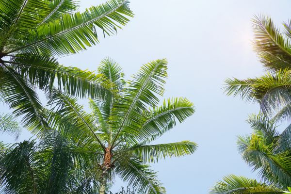 Queen Palm Tree Trimming in Mankato