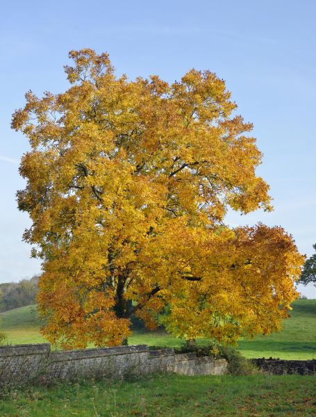 Hickory Tree Trimming in Mankato