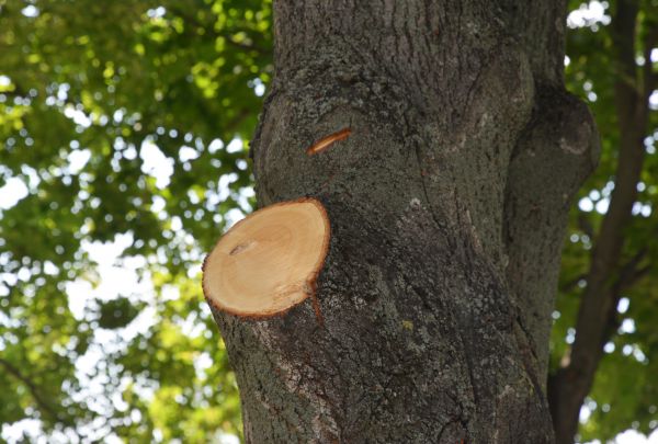 Limb Cutting in Mankato