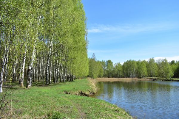 River Birch Pruning in Mankato