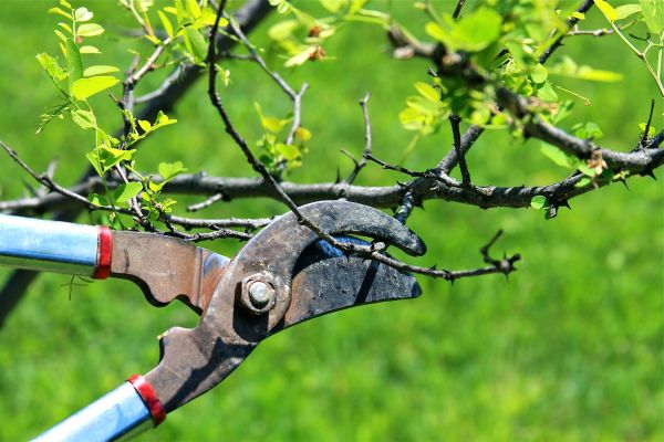 Branches Pruning in Mankato