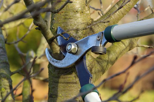 Tree Limb Trimming Service in Mankato