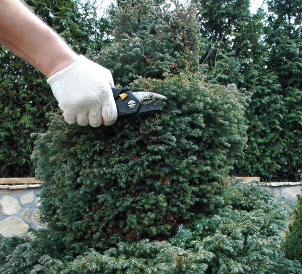 Ornamental Tree Trimming in Mankato
