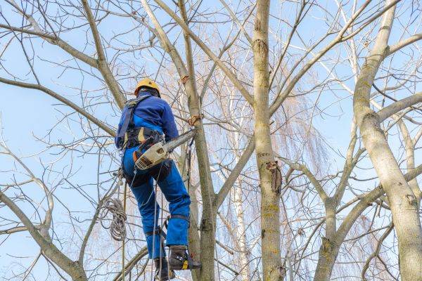 Large Tree Trimming in Mankato