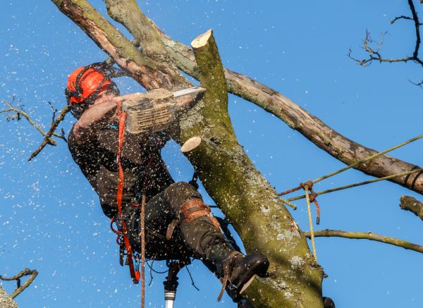 Tree Trimming Service in Mankato