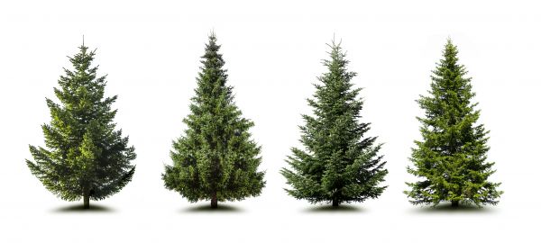Cost of Pine Tree Trimming in Mankato