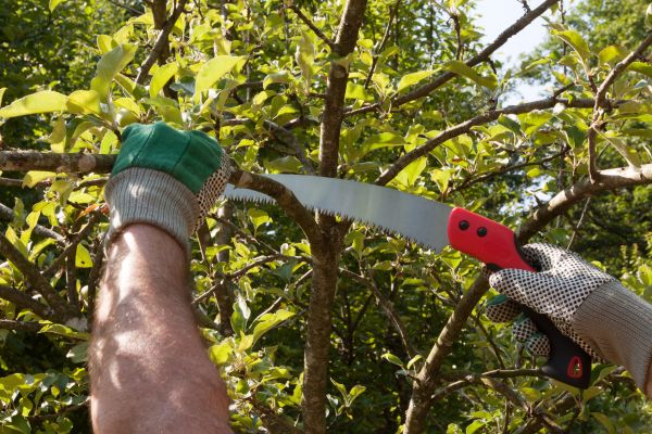 Apple Tree Trimming in Mankato