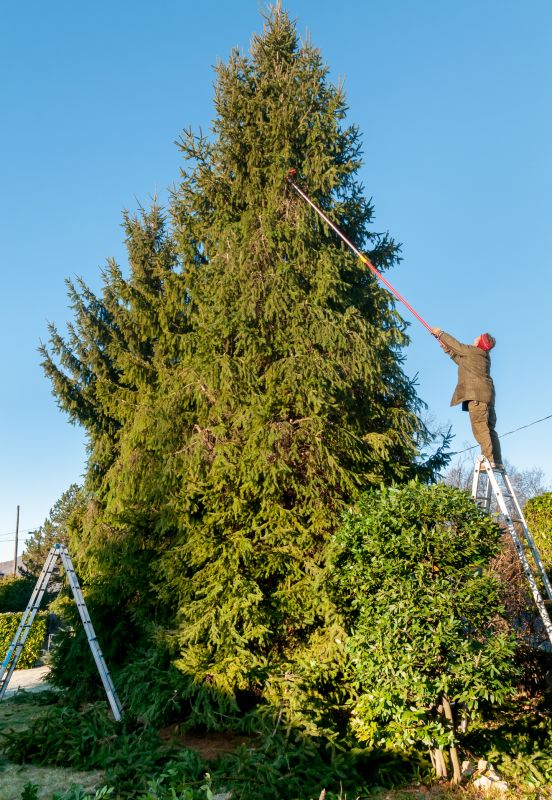 Tree Lopping Service detail