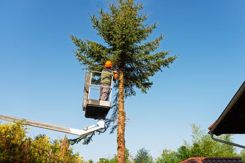 Tree Shaping Service detail