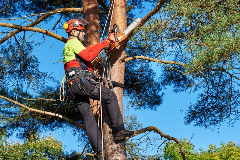Arborist Performing Precision Trimming