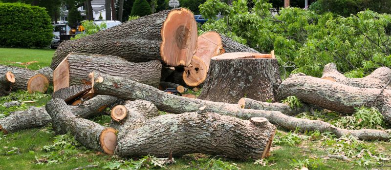 Storm Damage Tree Care